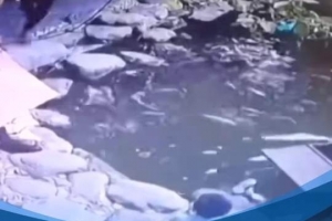 魯媒發(fā)韓鵬昔日救人視頻：2020年韓鵬10秒撈起落水男童